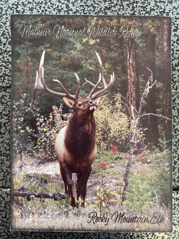 Rocky Mountain Elk