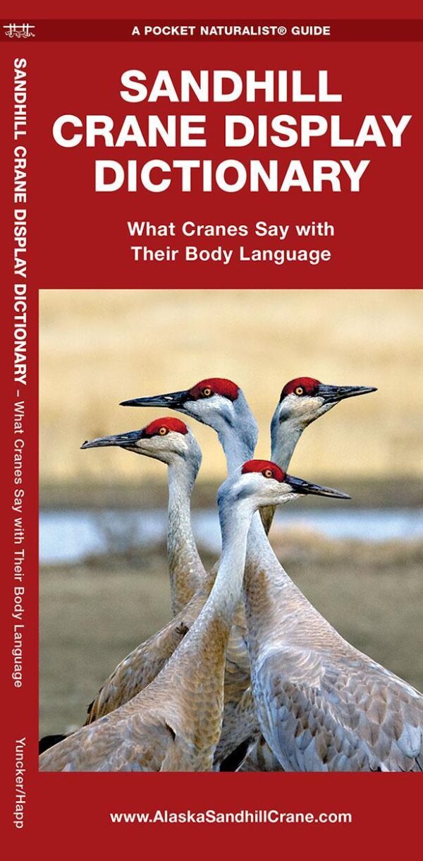 Sandhill Crane Display Dictionary: What Cranes Say With Their Body Language