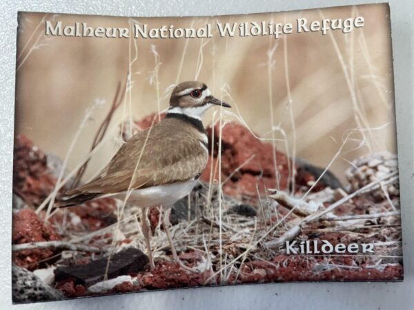 Killdeer (Adult)