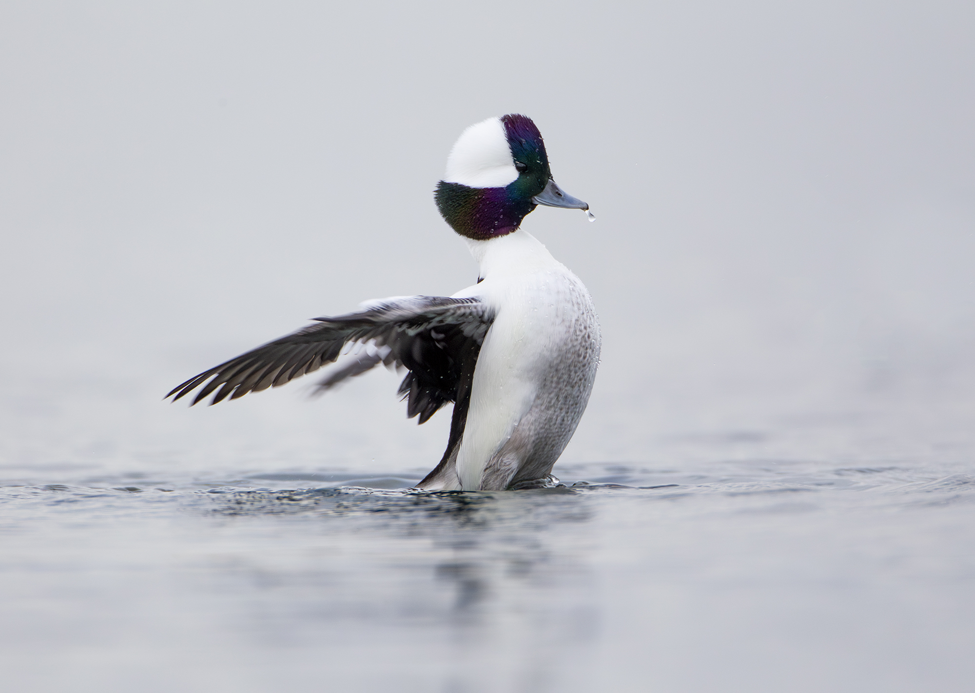 Bufflehead drake flapping its wings on the water's surface