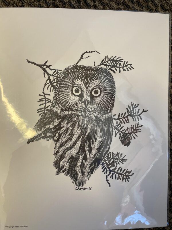 CW-Saw Whet Owl Art Print -  8.5 x 10"