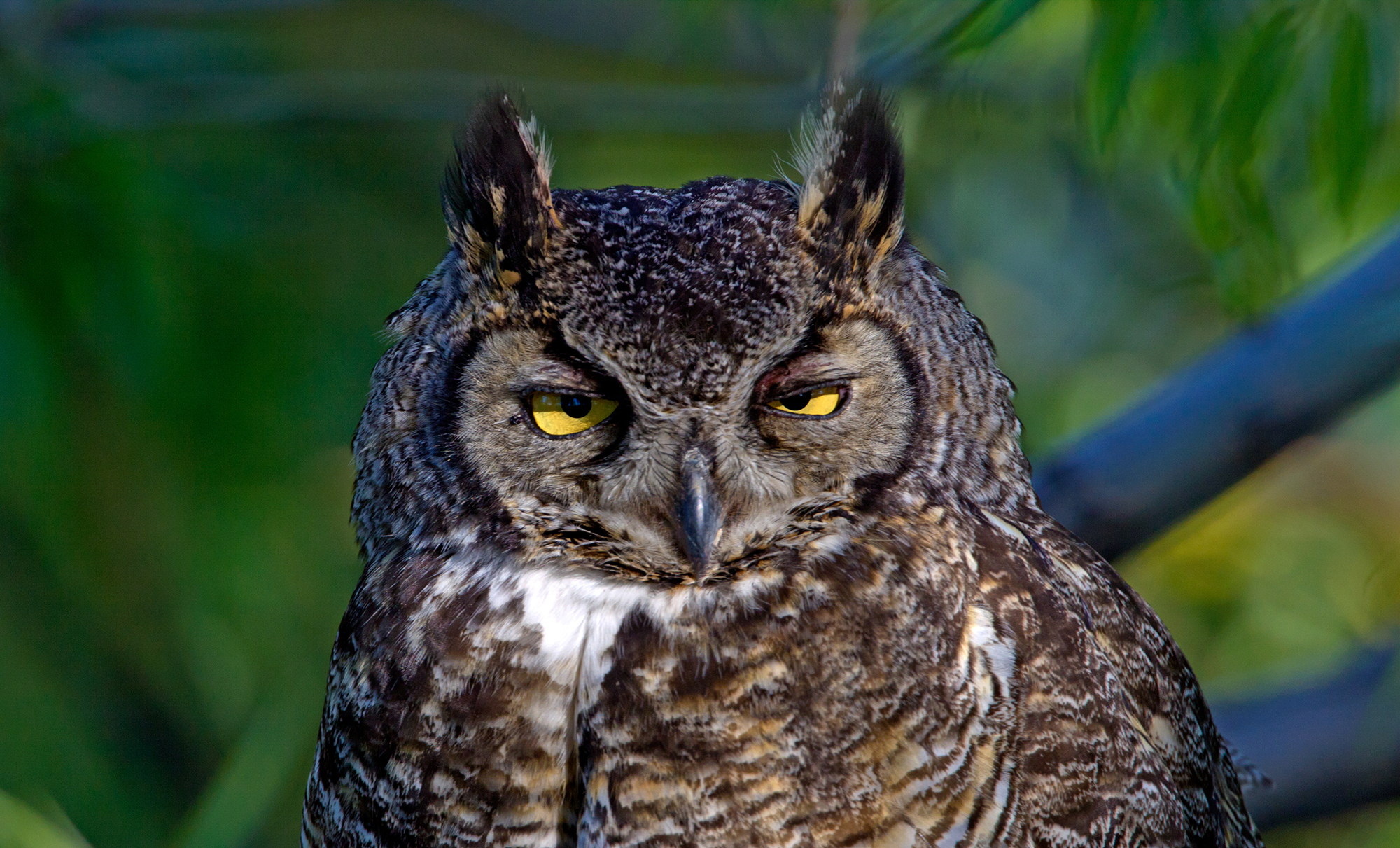 Owl