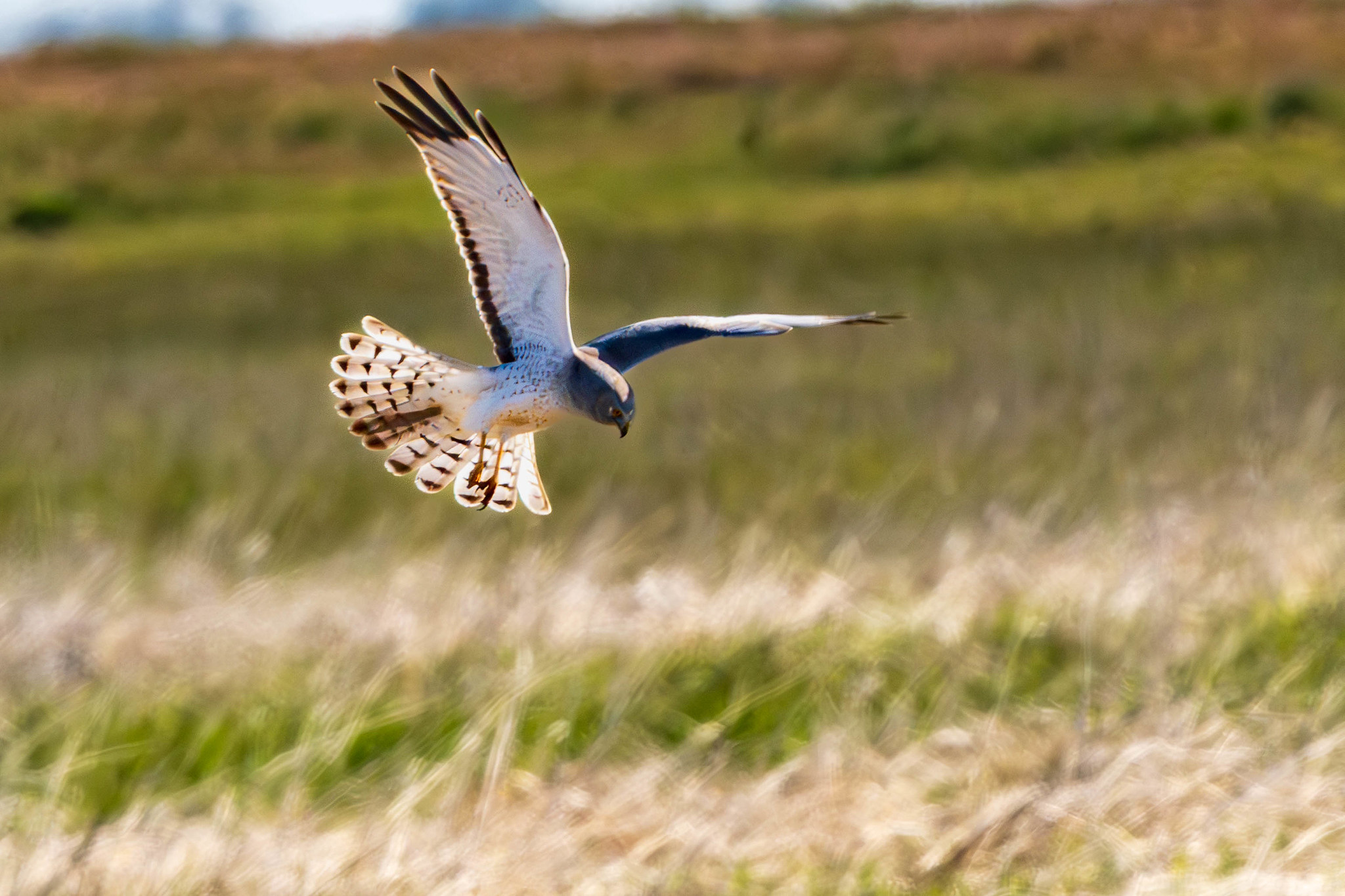 Northern harrier in flight over meadow