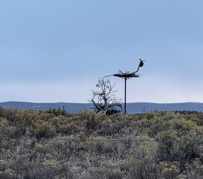 The new Hwy 205 nest platform