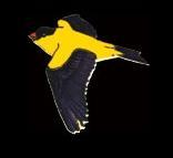 Goldfinch Enamel Pin - WM Spear