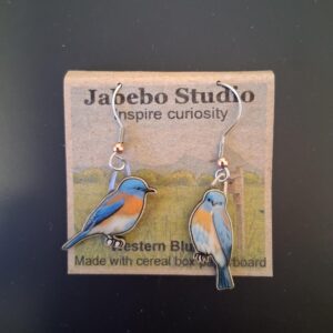 Jabebo - Western Bluebird