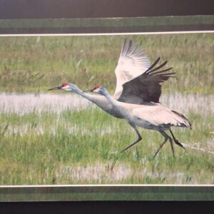 Sandhill Crane Postcard
