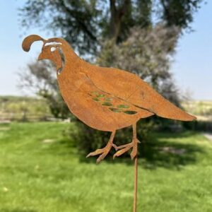California Quail Pick